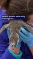 Eleven highly endangered penguin chicks hatched at UK's Chester Zoo