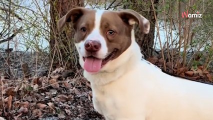 Video. Coppia decide di adottare il cane che è da più tempo nel rifugio: la felicità è immediata!