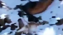 Animal national geographic/ video