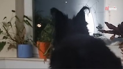 Un chien attend patiemment son maître : sa réaction est absolument adorable