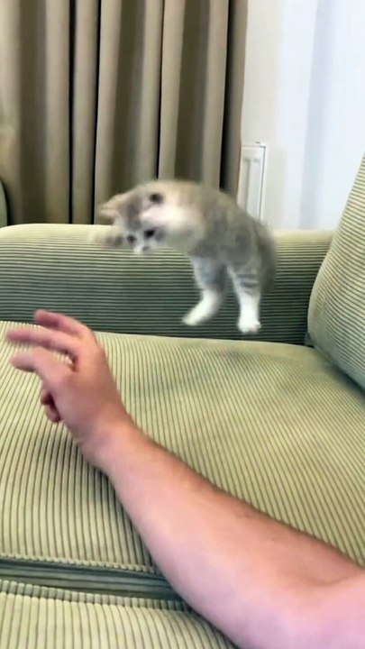 king fu cat#funny#shots