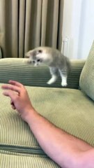 king fu cat#funny#shots