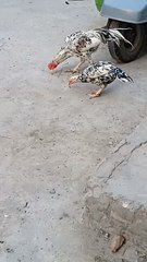 _rooster _aseeleggs _birds _aseeleggsforsale _animals _aseelhenfarming _chicken ❤️--❣️(720P_HD)