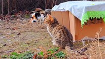 Cute cat and kitten eating food  These cats are so cute.