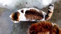 Beautiful Cats. I made a house with snow for cats (Video taken in winter)