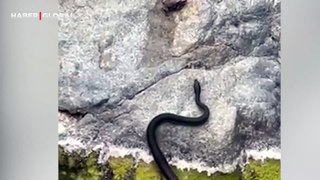 Çiftleşen kurbağayı avlayan yılanın görüntüleri sosyal medyada viral oldu
