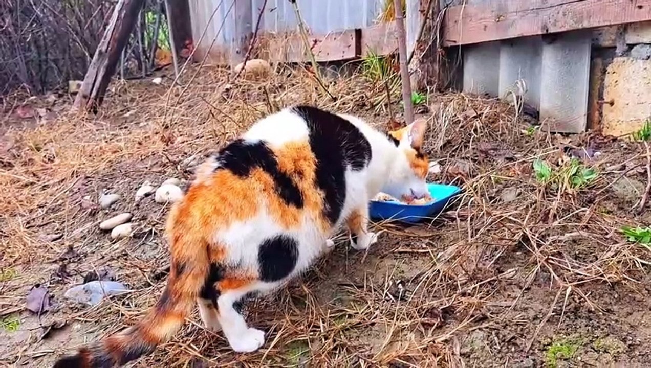 Cute pregnant cat eating food.  The cat was very hungry.