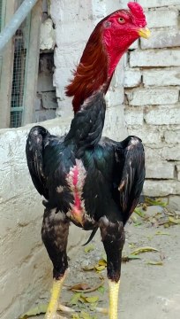 ASEEL MURGY l Aseel Rooster l Aseel pets l Aseel murgy Rooster l Shamo Aseel