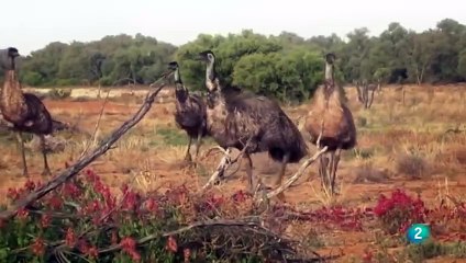Documentales: El Rey Canguro - Descubre la Vida del Icono Australiano