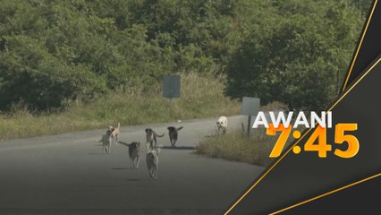 Anjing liar: Undang-undang baharu Turkiye dapat reaksi negatif