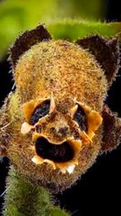 Zaqqum Jahanam Ka darakht | Tree Of Hell #hell #tree #jahannam #zaqqum