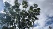 La tala del árbol del parque García Sanabria