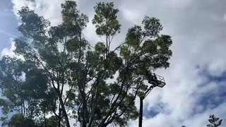 La tala del árbol del parque García Sanabria