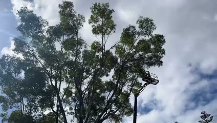 La tala del árbol del parque García Sanabria