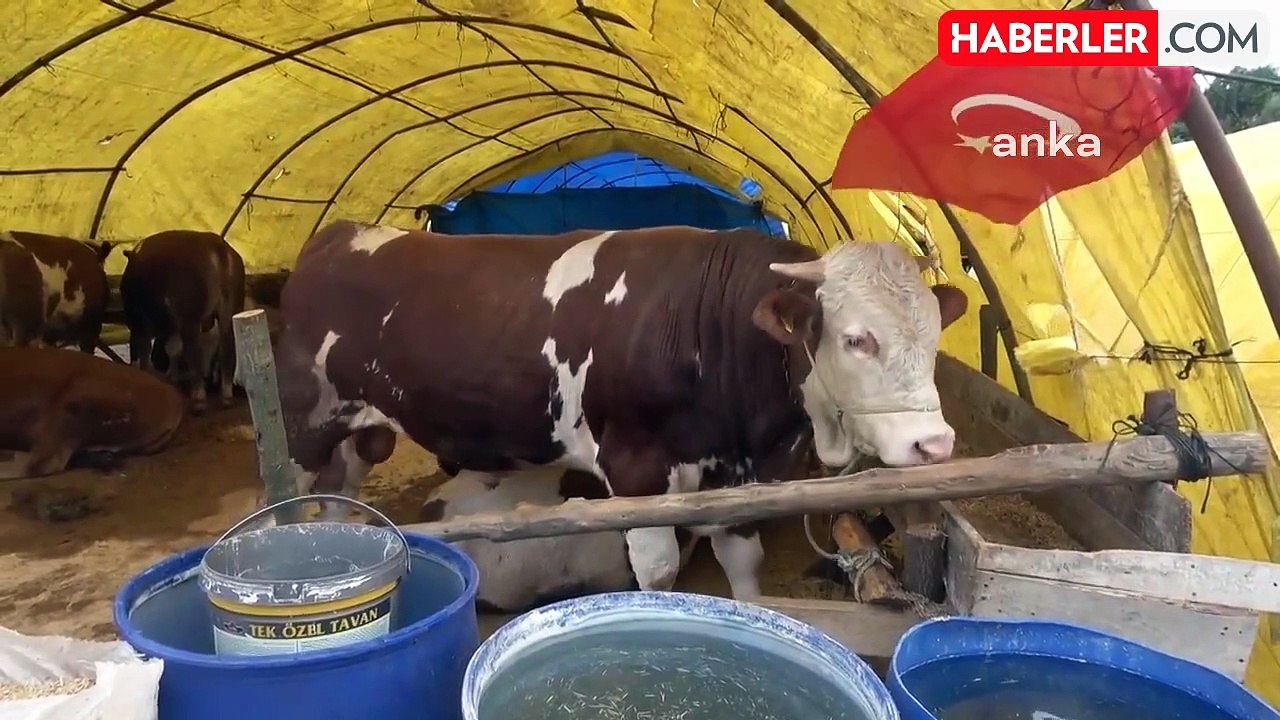 Kurbanlık Fiyatlarına Gelen Zamlar, Tüik'in ve Enag'ın Yıllık Enflasyonunu Geçti: Büyükbaş Fiyatları Yüzde 238, Küçükbaş Fiyatları Yüzde 300 Arttı