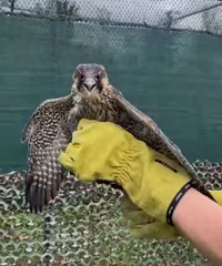 Un faucon juvénile "tombé du nid" secouru à Gembloux