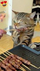 Funny|funny animals|funny animals video|comedy