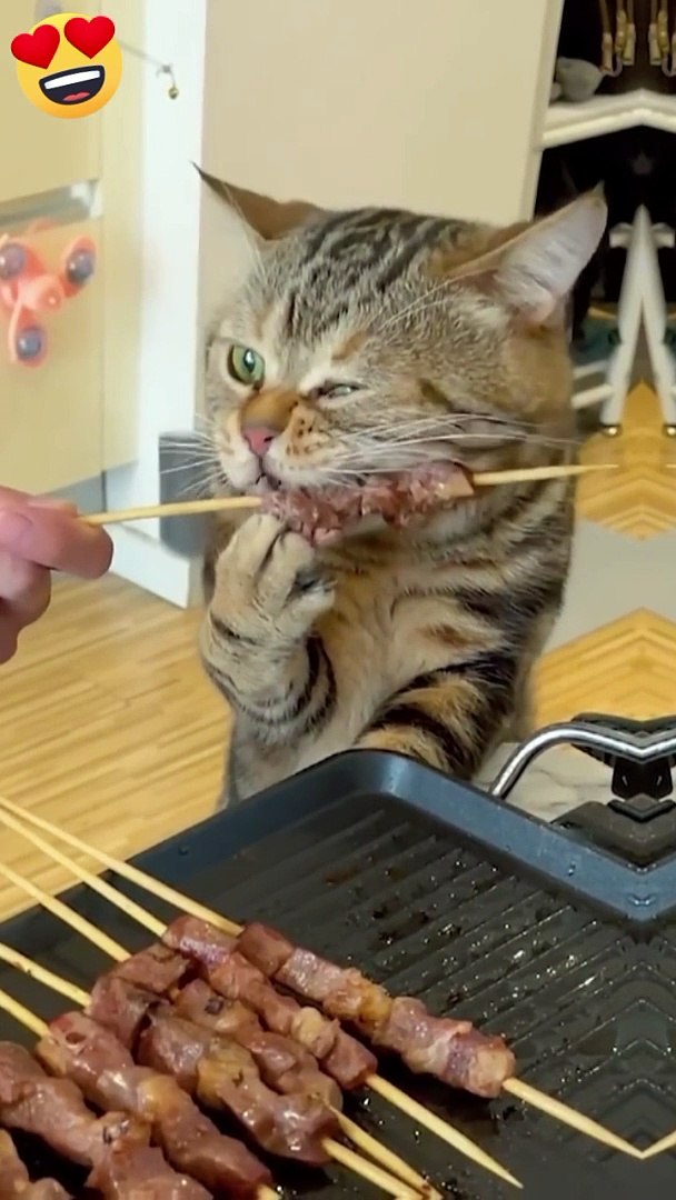 Funny|funny animals|funny animals video|comedy