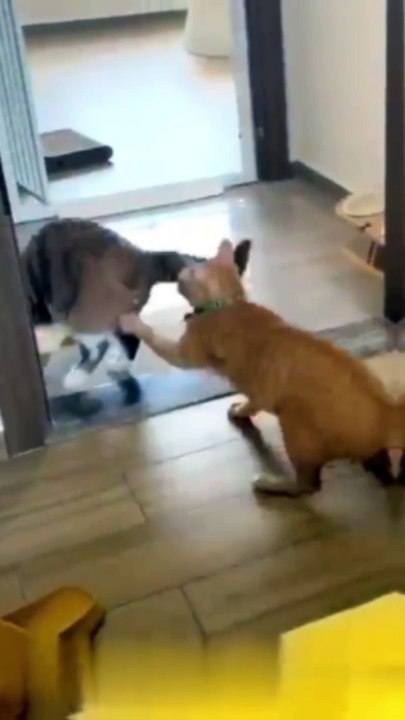 Funny|funny animals|funny animals video|comedy