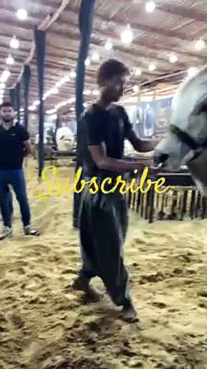 Most Trending and Viral Giant Bull || #shorts #trending #viral