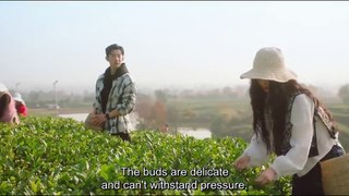 [Eng Sub] Love in the Tea Garden ep 4