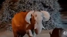 Animal fight video/