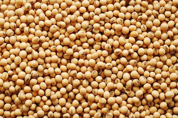 लिवाली के अभाव में सोयाबीन में 200 रुपए की मंदी