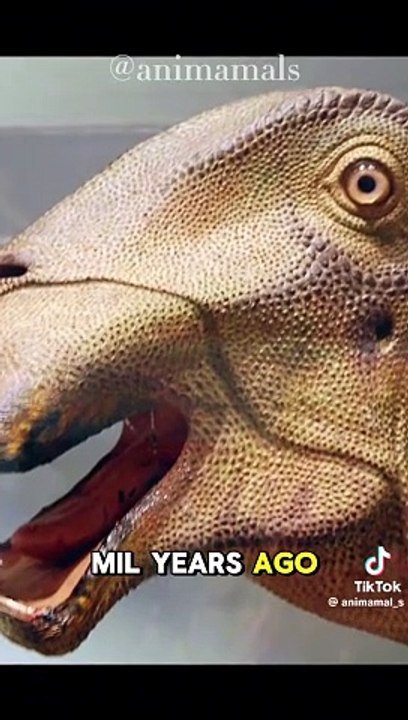 animal discovery video