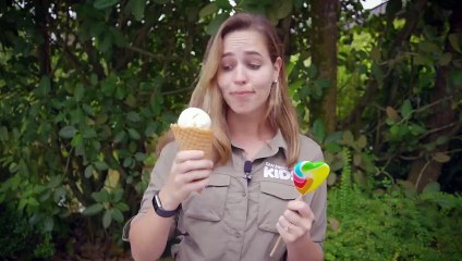 Training Elephants To Receive Regular Health Care Is Tough!