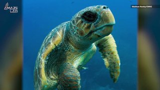 Come on the Journey of These Loggerhead Sea Turtles From Japan to Mexico