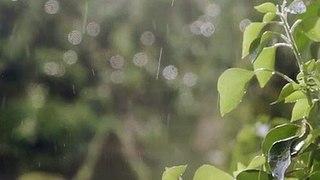 Nature is raining