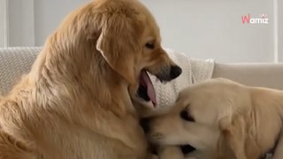 Un Golden Retriever décide d’embête sa soeur : sa réaction va faire le tour du monde