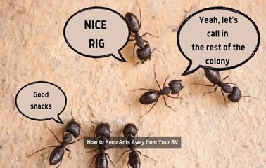 Fear No More_ Effective Ways to Keep Ants Away from Your RV