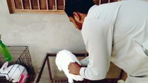 Rabbit ka pait ma bacha ha ya ni _ Bahar Pet House