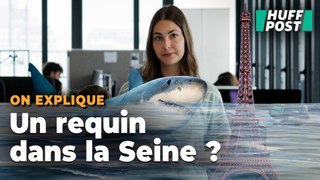 Un requin à Paris comme dans « Sous la Seine », c’est vraiment possible ? Un expert nous répond