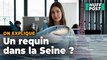 Un requin à Paris comme dans « Sous la Seine », c’est vraiment possible ? Un expert nous répond