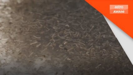 WHO cemas jumlah kes denggi yang tinggi