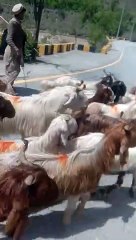 Village life beautiful village video