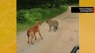 Hupaisa video: karamellinvärinen katukoira ajaa jaguaarin pakoon
