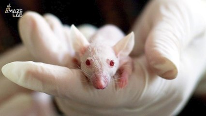 Hallucinations in Mice Are Being Used To Study the Nature of Psychotic Disorders