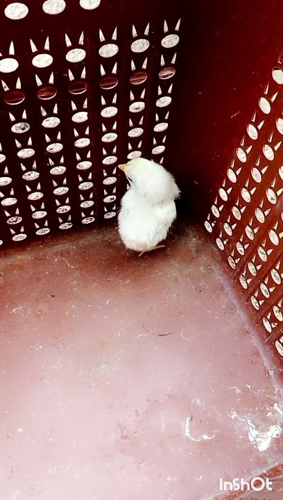 White aseel rooster for sell