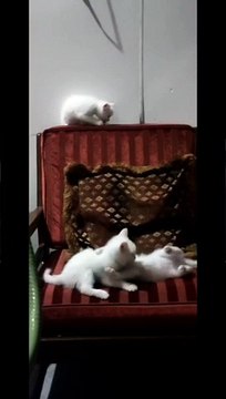 My Naughty Kittens # Kittens #playful kittens