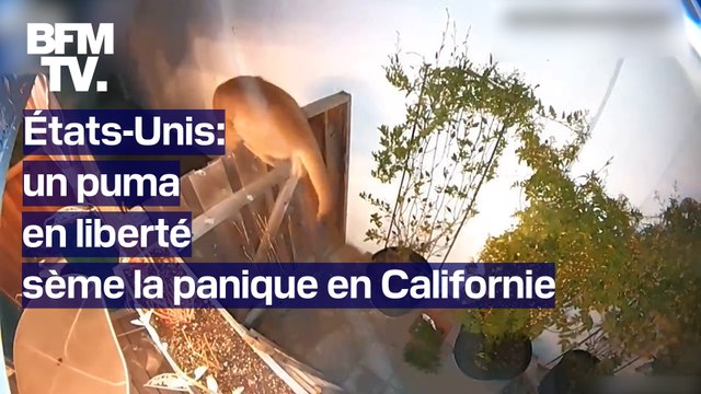 Californie: un puma sème la panique dans un quartier résidentiel