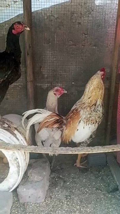 Aseel birds