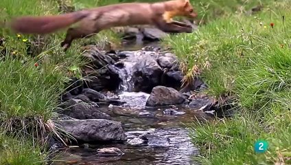 Nockberge: La Reserva de la Biosfera en los Alpes Austríacos