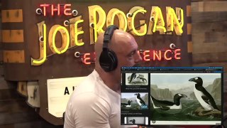 Episode 2158 Harland Williams- The Joe Rogan Experience Video - Episode latest update
