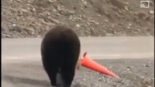 Bear nice interested video