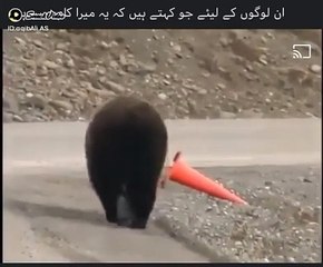 Bear nice interested video