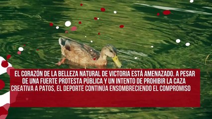 Ayudemos a prohibir la caza recreativa de patos en Victoria, Australia