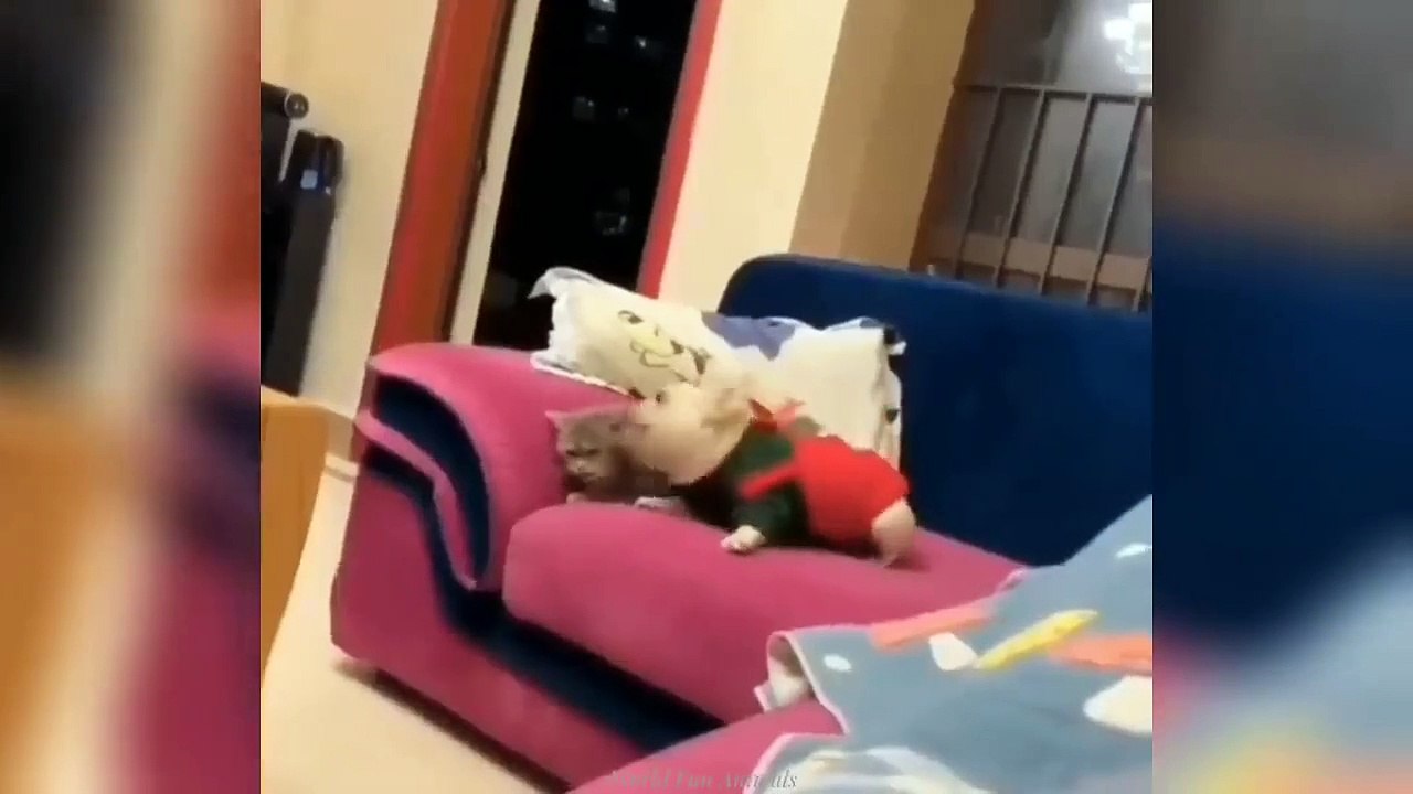 The FUNNIEST and CUTEST moments with ANIMALS! DOGS+CATS 2024